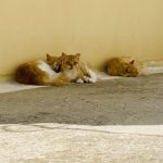 Chats Syros 